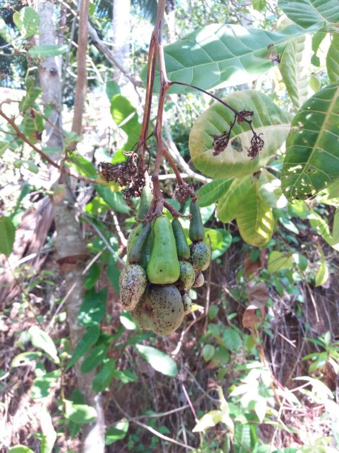 Cashew Villa Hiriketiya Dikwella Esterno foto