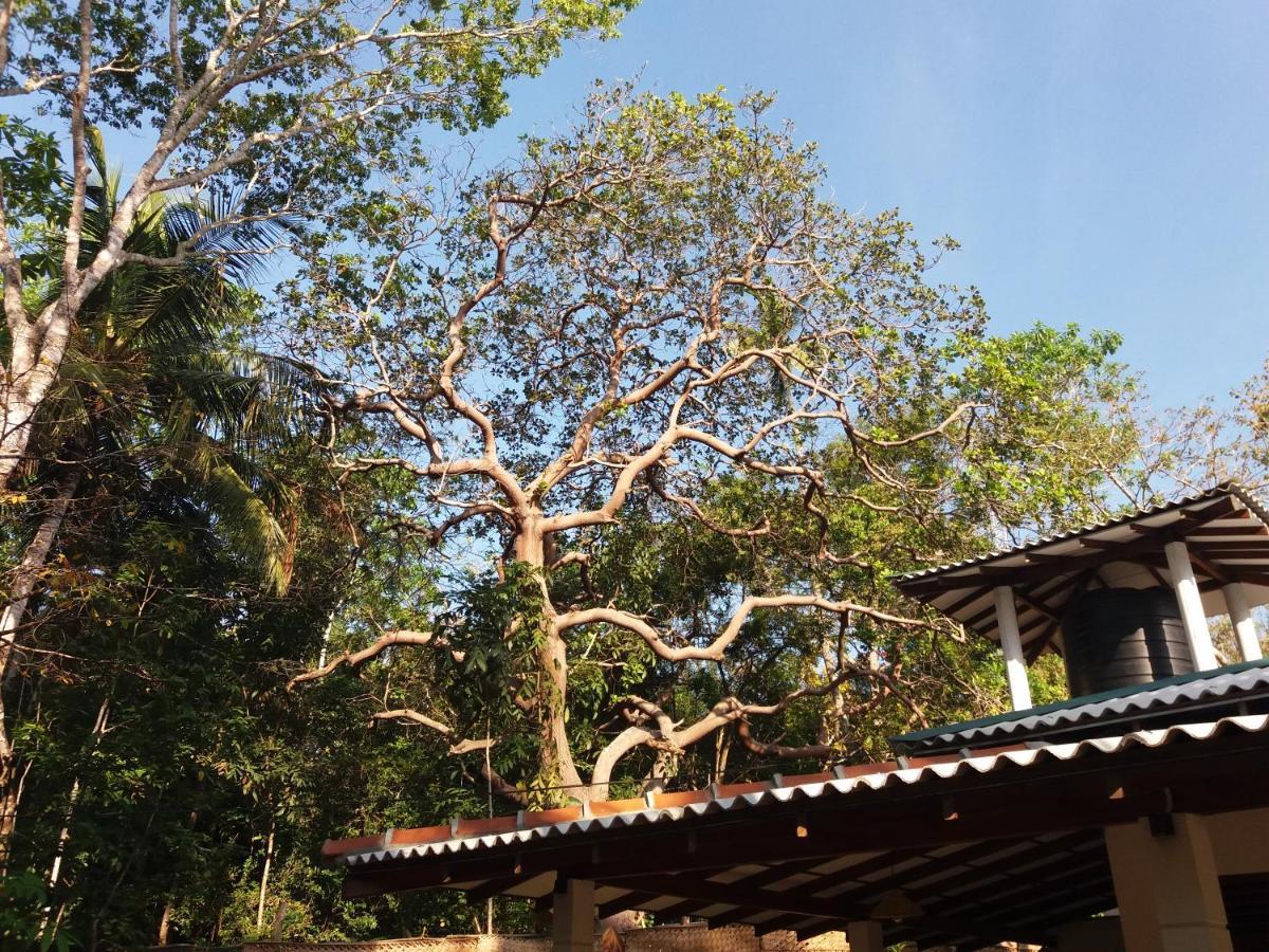 Cashew Villa Hiriketiya Dikwella Esterno foto