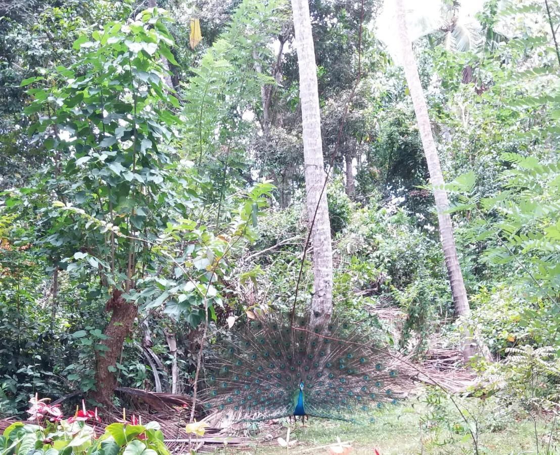 Cashew Villa Hiriketiya Dikwella Esterno foto