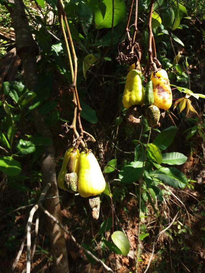 Cashew Villa Hiriketiya Dikwella Esterno foto