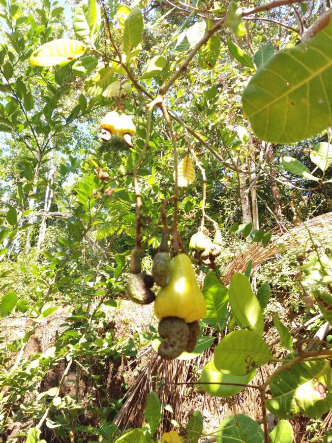 Cashew Villa Hiriketiya Dikwella Esterno foto