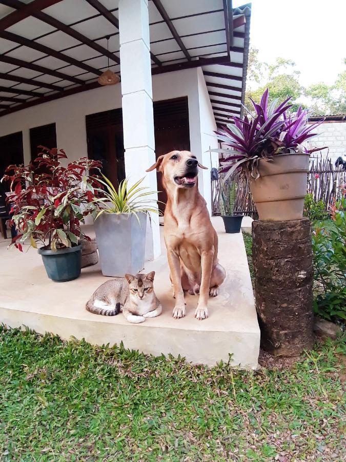 Cashew Villa Hiriketiya Dikwella Esterno foto